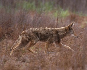 Western Coyote. Photo by John and Karen Hollingsworth