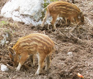 Boar piglets. Photo by Tiia Monto.