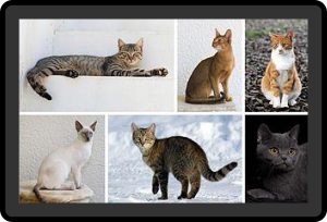 photos: top left - Alvesgaspar; top middle & bottom left - Martin Bahmann; top right - Hisashi; bottom middle - Von.grzanka; bottom right - Dovenotel
