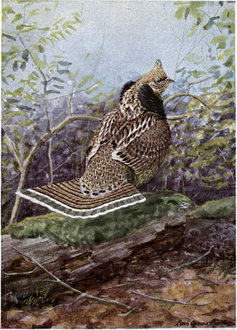 Painting of Ruffed Grouse by Louis Agassaiz Fuertes