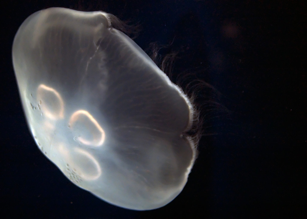 This is a Moon Jelly (Aurelia aurita). The primitive eyespots are along the edge of the creature, small protrusions where the rim puckers. Look closely. Photo by CarbonNYC.