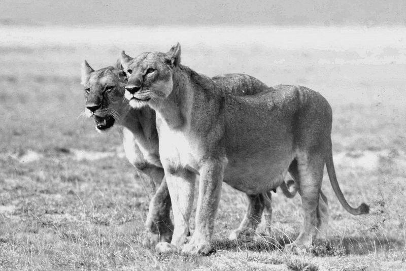 Pregnant Lioness. Photo Robin Alasdair and Frederick Hutton.