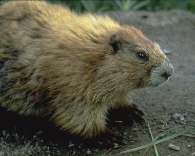 Olympic Marmot. Photo: US National Park Service.