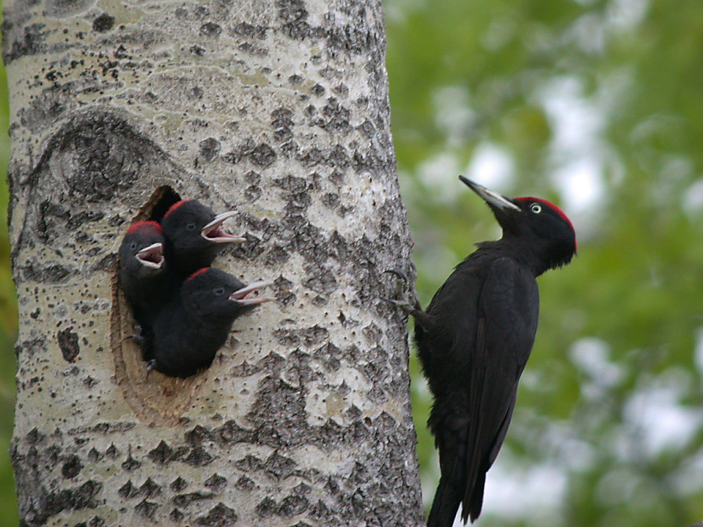 Black Woodpecker. Photo: Alastair Rae
