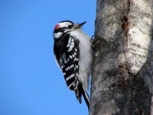 Downy Woodpecker. He looks cold. Photo: Peter de Wit.