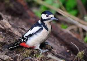 Female Great Spotted Woodpecker. Photo: Peter Mulligan
