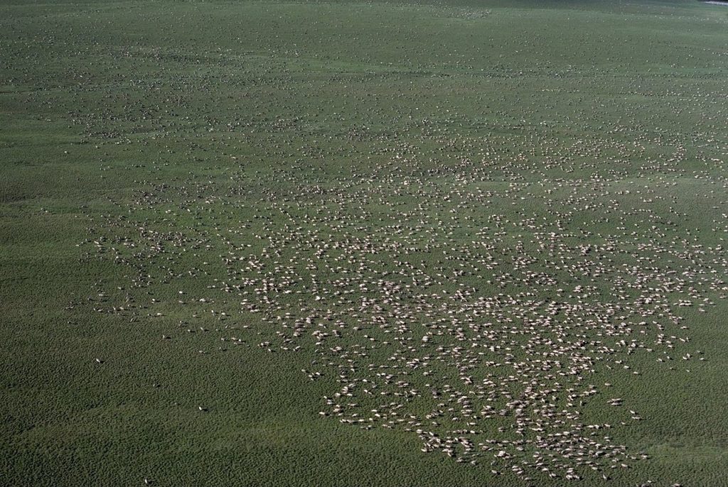 Migrating caribou herd. Photo: US Fish and Wildlife.