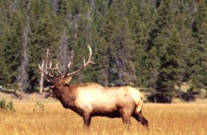 Bugling elk. Photo: US Forest Service.