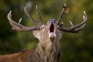 Red Deer (Cervus elaphus) Close portrait with frontal view of stag roaring during the rut, with mouth open. England. Photo: Arturo de Frias Marques.